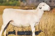 美国白山羊和波尔山羊哪个好（20斤羊苗价格）