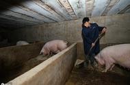 猪的粪便可以加工成肥料吗（饲料猪粪便为什么不能做肥料）