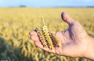 小麦晾晒及储存条件（小麦短期大量储存方法）