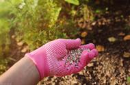 磷肥可以撒在土上吗（氮肥磷肥钾肥作用口诀）