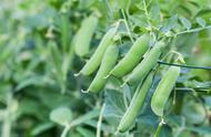 秋季豌豆种植管理（豌豆种植时间及种植技术要点）