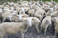初生羔羊人工喂养多久可以出栏（出生三天的羔羊人工怎么喂养）