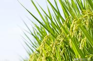 一亩水稻要多少肥（2022水稻保护价）