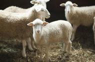 300只羊标准化羊舍造价（建个300只羊的羊舍多少钱）