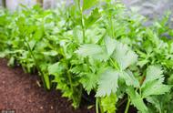 冬季芹菜种植最简单方法（冬季芹菜该如何种植才能茁壮成长）
