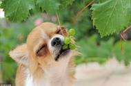 幼犬吃了一粒葡萄怎么办（幼犬吃了葡萄几个小时之后没事）