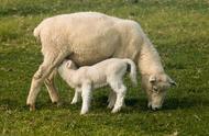 母羊产后奶水少怎么补救（母羊产后没有奶水吃什么下奶）