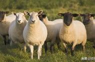 怎么养羊长得最快（圈养100只羊一年的利润）