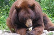 熊一般吃什么食物（熊的饮食习惯大全）
