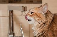 猫怎么突然大量喝水（猫突然频繁喝水的原因是什么）