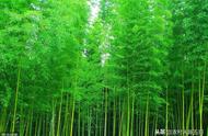 竹子啥时间采伐质量最好（竹子几月砍最好）