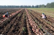 红薯秧留种的方法（红薯藤埋在土里可以过冬吗）