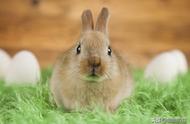 兔子吃生木瓜还是熟木瓜（兔子吃木瓜粒可以排毛吗）