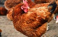 一支160万青霉素喂鸡兑多少水（400万单位的青霉素喂鸡用量）