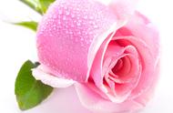 24朵粉玫瑰花语（十一朵淡粉玫瑰花语）