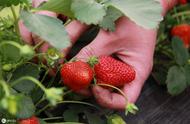 大棚草莓定植后怎样促进花芽分化（大棚草莓花芽分化时间现蕾期管理）