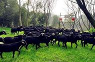 圈养300只黑山羊一年的利润（养200只黑山羊一年利润多少）