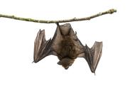 蝙蝠是长寿的象征吗（蝙蝠在中国是吉祥的象征吗）