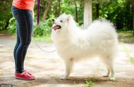 萨摩耶犬的训练方法（萨摩耶犬怎么训练详细内容）