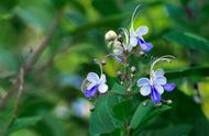 蓝蝴蝶花是四季开花吗（蓝蝴蝶花可以长多高）
