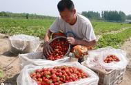 广东几月份适合种草莓（广东种草莓哪个月最适合）