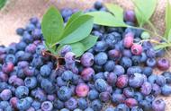 新鲜蓝莓保存是放冰箱还是常温（新鲜蓝莓怎么保存冷藏还是冷冻）