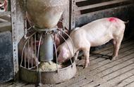饲料中添加氯化钾的作用与功效（猪喂氯化钾的功效和作用）