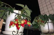 封闭阳台如何种植草莓（在家阳台草莓种植方法全过程）