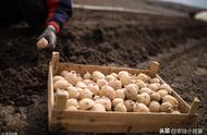 土豆下午能浇水吗（广东玉米什么时候种植最好）