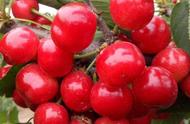 酸樱桃是什么品种（酸樱桃与普通樱桃的区别）