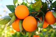 橙子的种植方法及时间（橙子栽培的最佳时间）