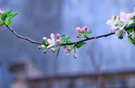 苹果树盆景花前修剪（盆栽苹果树春季修剪的正确方法）