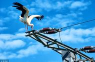 鸟为什么会喜欢站在电线上（鸟为啥站在电线上没事）