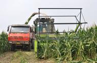 农村小型收割玉米技术（收割机收玉米最好的方法）
