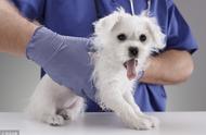 宠物诊所诊疗活动范围有哪些要求（开办宠物诊所需要什么手续和证件）