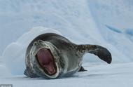 南极有什么动物比较凶猛（南极有哪些可怕的动物）