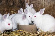 兔瘟与球虫病有什么不同（兔兔球虫病的症状及图）