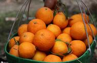比沃柑更好的柑橘品种（沃柑五年后价格）