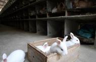 肉兔养殖前景分析图（肉兔的养殖前景分析报告）