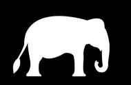 大象的鼻子和尾巴像什么（一年级动物尾巴的特点）