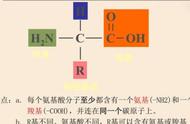 蛋白质的基本构成是什么（蛋白质的来源是什么食物）