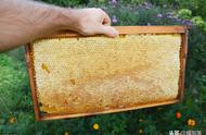 土养圆筒蜜蜂怎么割蜜（圆桶养蜜蜂取蜜的正确方法）