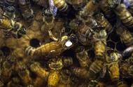 如何单独养殖一只蜂王（养500只蜂王的方法）