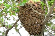 中蜂夏天会自然分蜂吗（南方中蜂在秋季能分蜂吗）