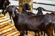 黑山羊养殖技术及常见病预防措施（黑山羊的优点和缺点）