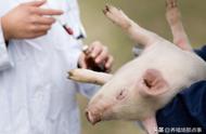 猪打疫苗过敏严重怎么办（猪疫苗过敏怎么治疗）