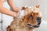 狗狗用洗澡液可以吗（狗狗洗澡怎么用洗衣液）