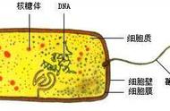 原核细胞和真核细胞共有的结构（原核细胞与真核细胞的框架图）