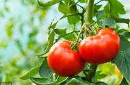 在北方番茄几月种植（番茄一共有几种方式种植）
