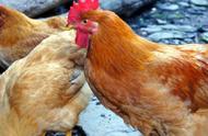 农村放养的鸡一般养多少只合适（散养鸡一年养几批最好）